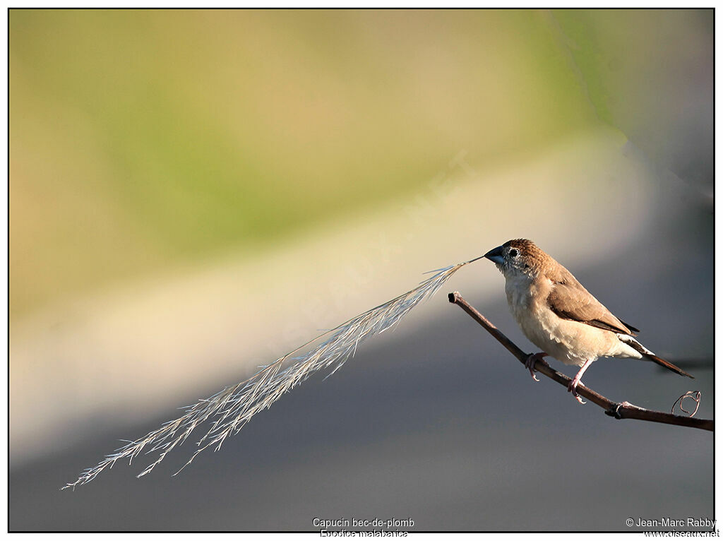 Indian Silverbill, identification