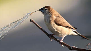 Indian Silverbill