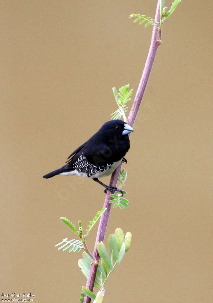 Black-and-white Mannikinadult, identification