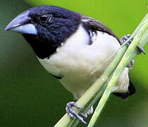 Magpie Mannikin