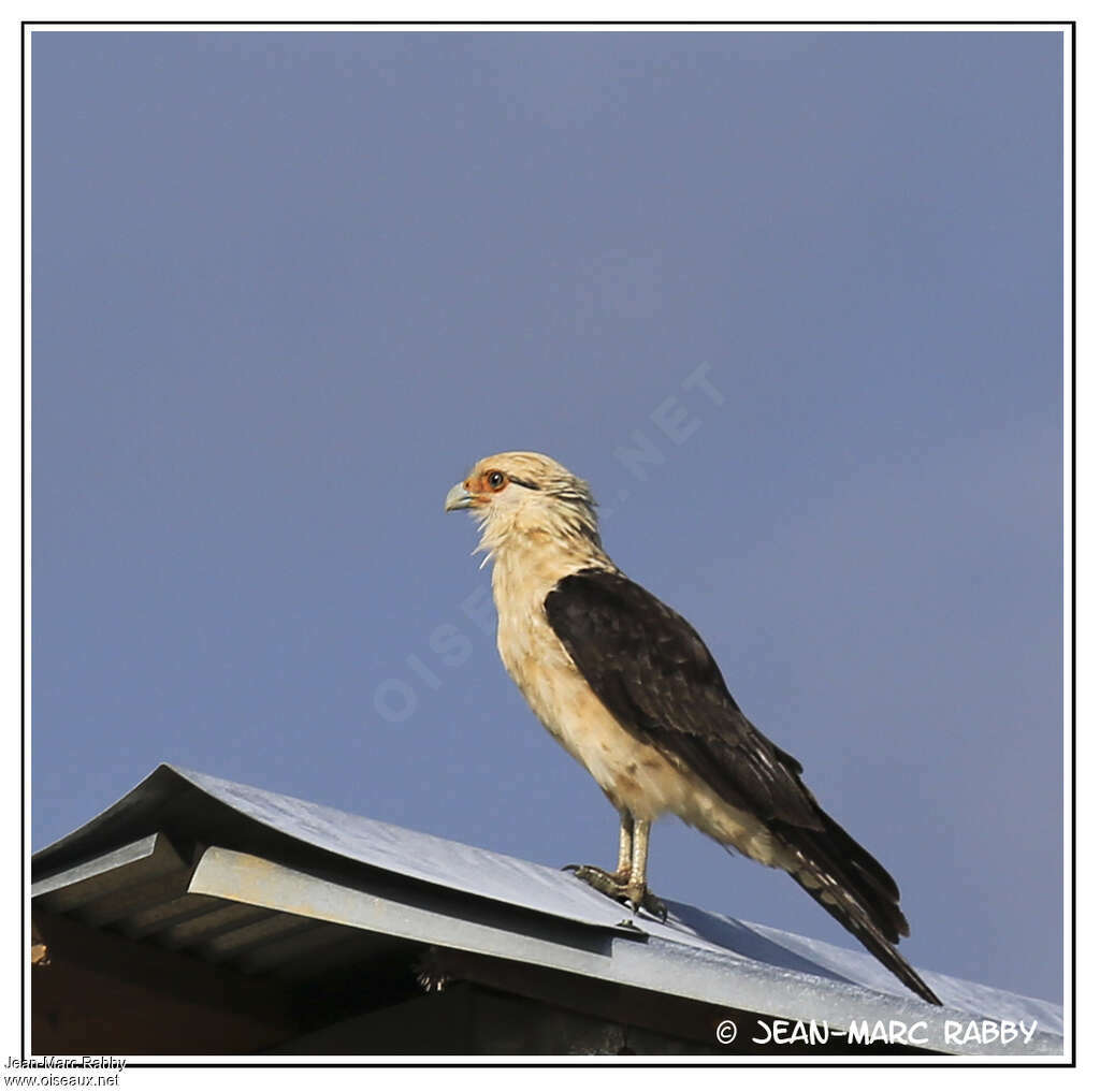 Caracara à tête jaune, identification