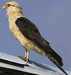 Caracara à tête jaune