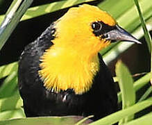 Yellow-hooded Blackbird