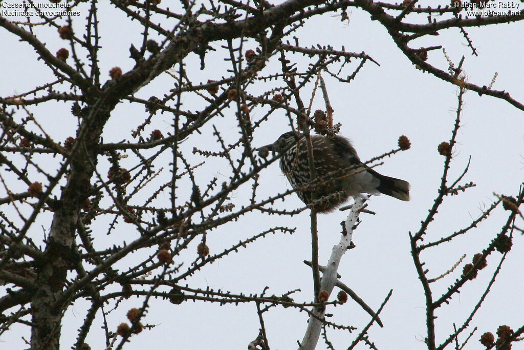 Spotted Nutcracker, identification