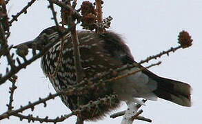 Spotted Nutcracker