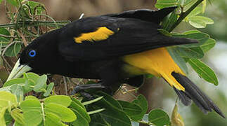 Yellow-rumped Cacique