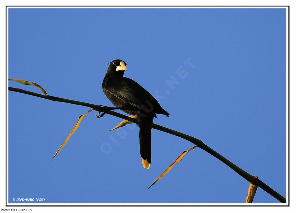 Crested Oropendola, identification