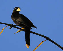 Crested Oropendola