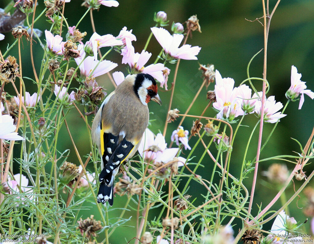 European Goldfinch, identification