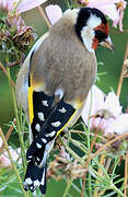 European Goldfinch