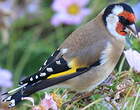 Chardonneret élégant