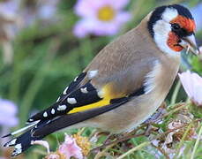 European Goldfinch