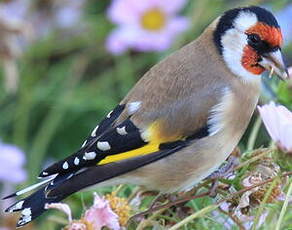 Chardonneret élégant