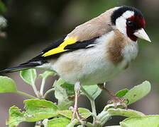 European Goldfinch