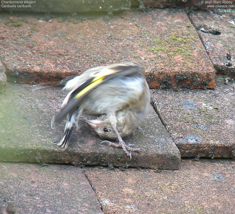 European Goldfinchjuvenile, identification