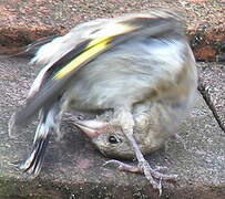 European Goldfinch