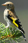 European Goldfinch