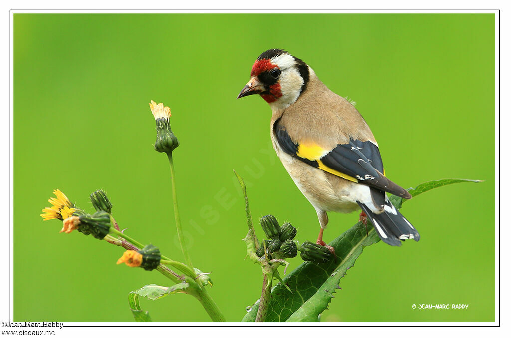 European Goldfinch, identification