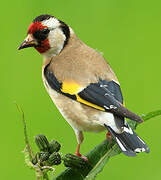 European Goldfinch