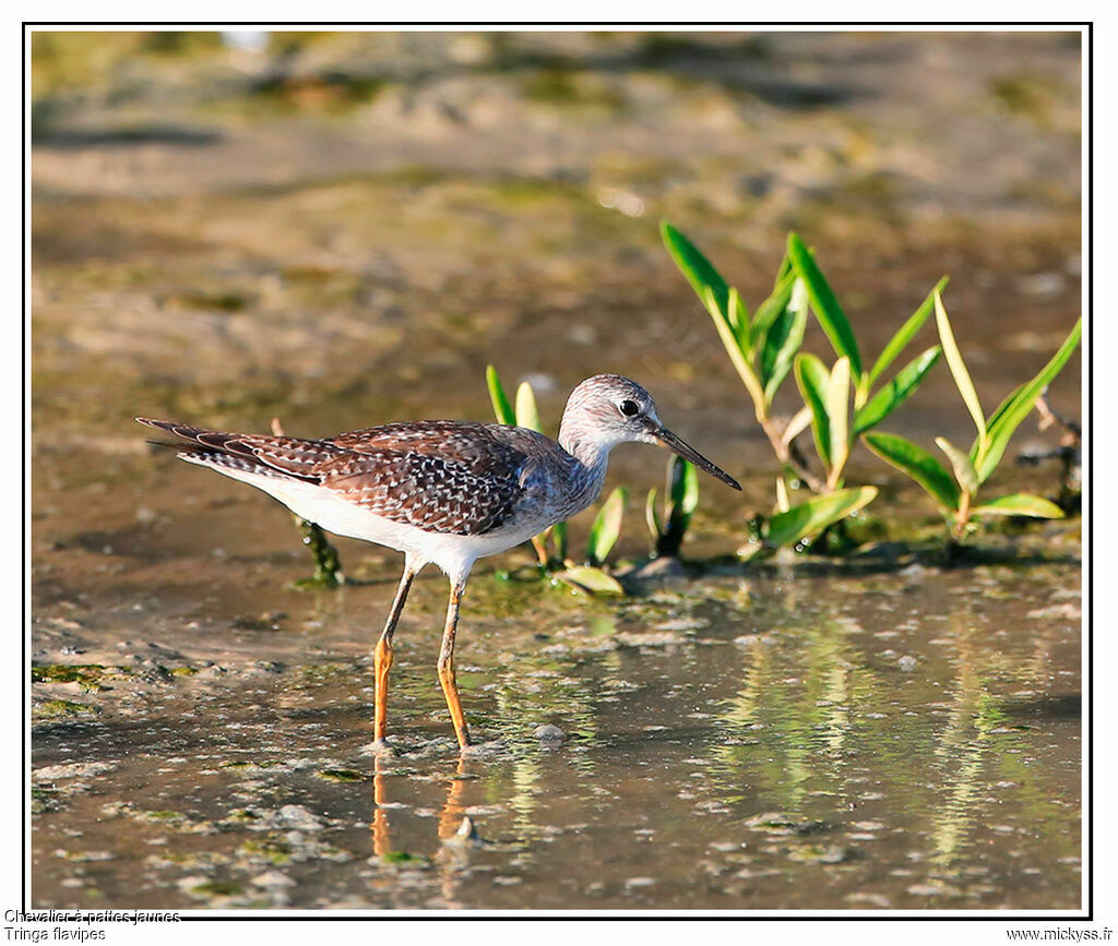 Lesser Yellowlegs, identification