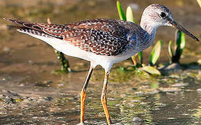 Lesser Yellowlegs