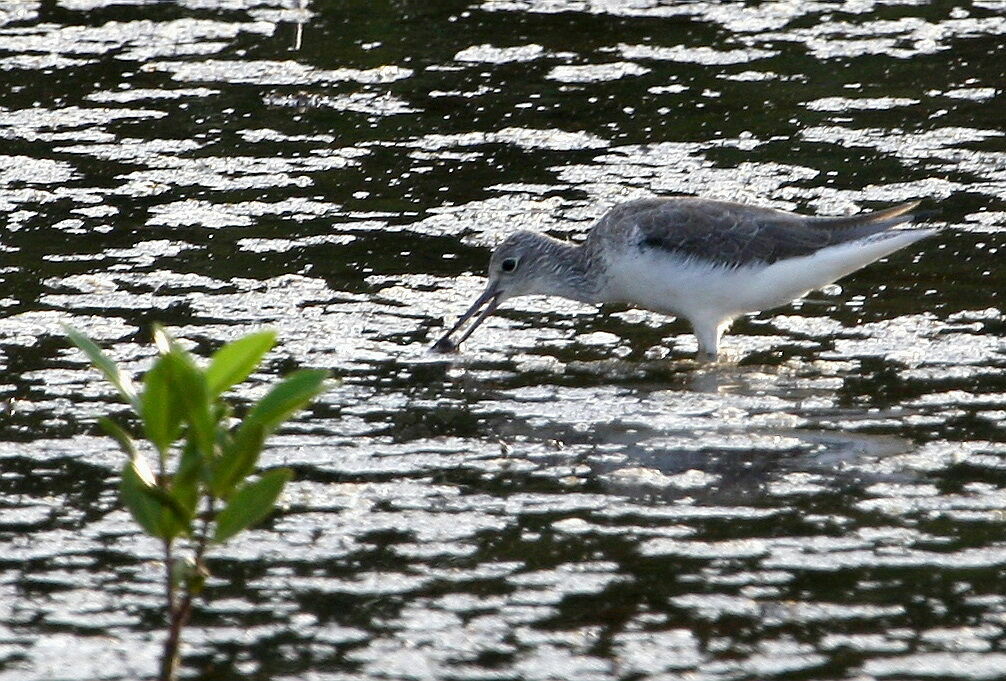 Common Greenshank