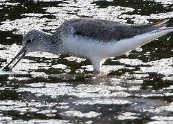 Common Greenshank