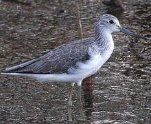 Common Greenshank