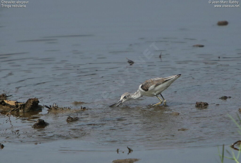 Common Greenshank, identification