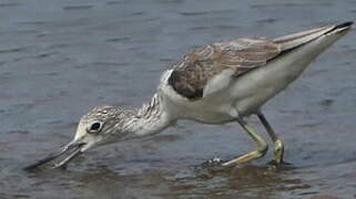 Common Greenshank