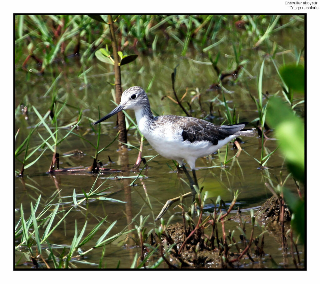 Common Greenshank, identification