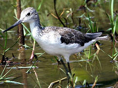 Common Greenshank