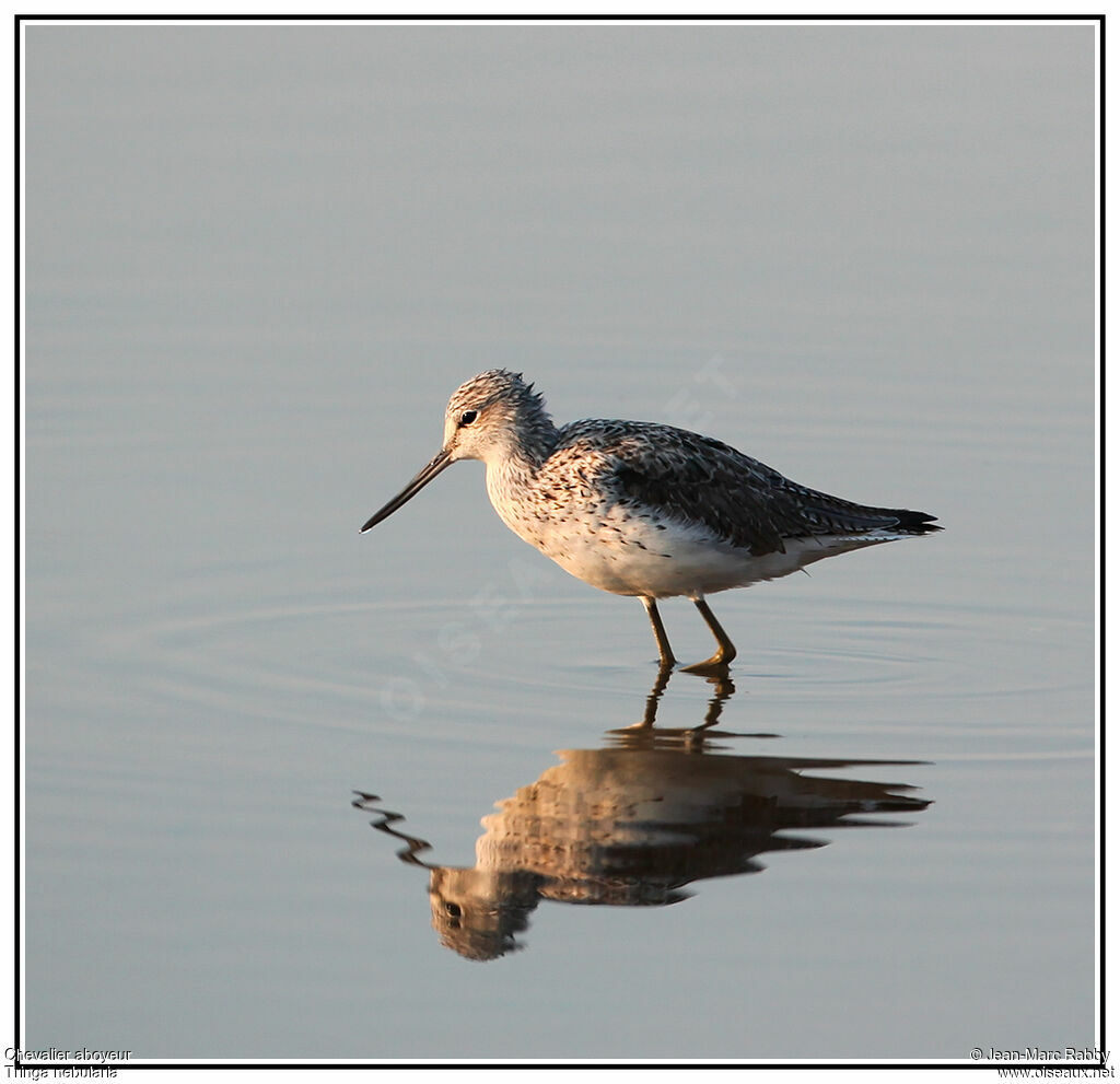 Common Greenshank, identification