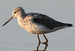 Common Greenshank