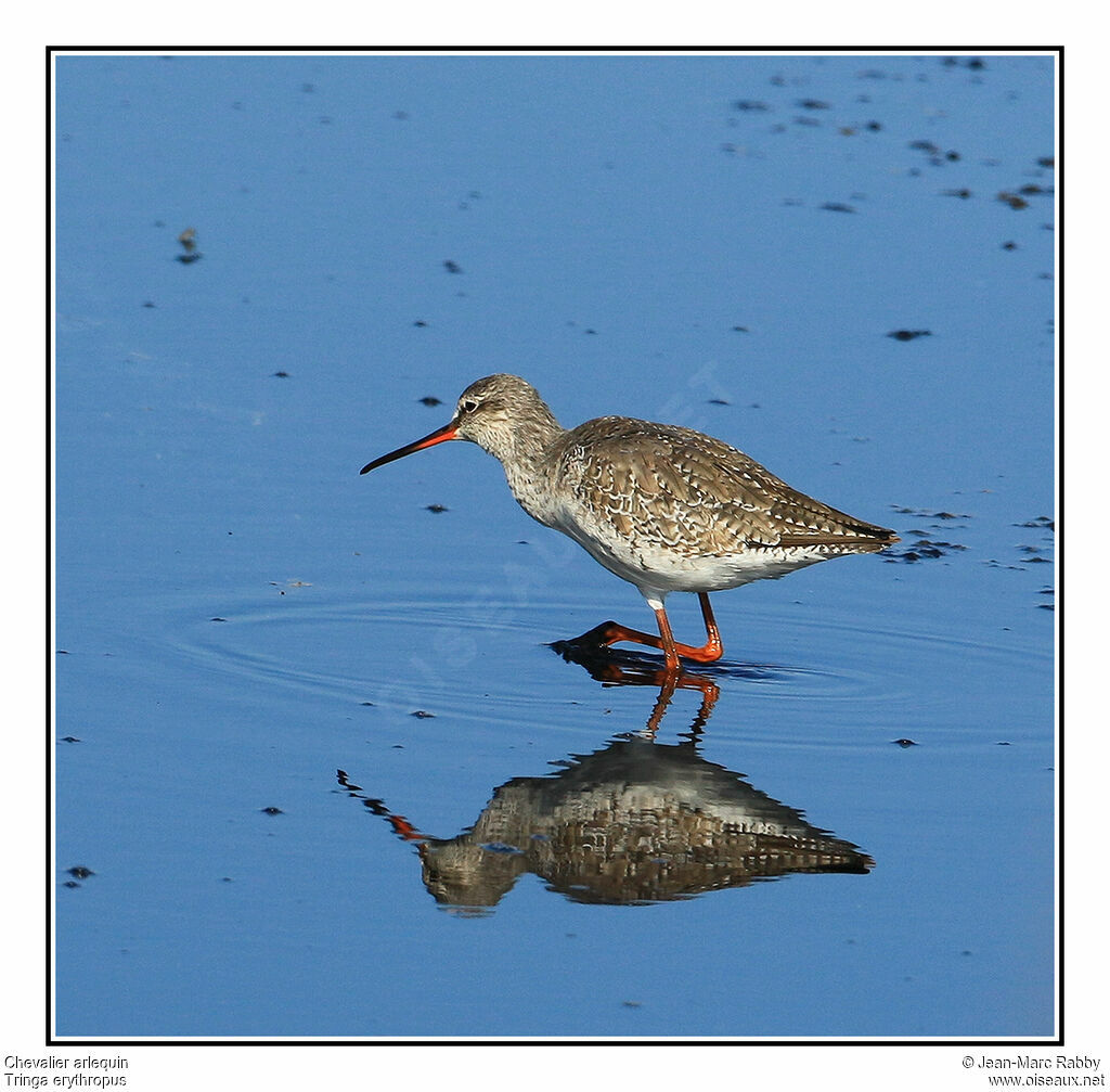 Chevalier arlequin, identification