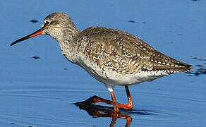 Spotted Redshank