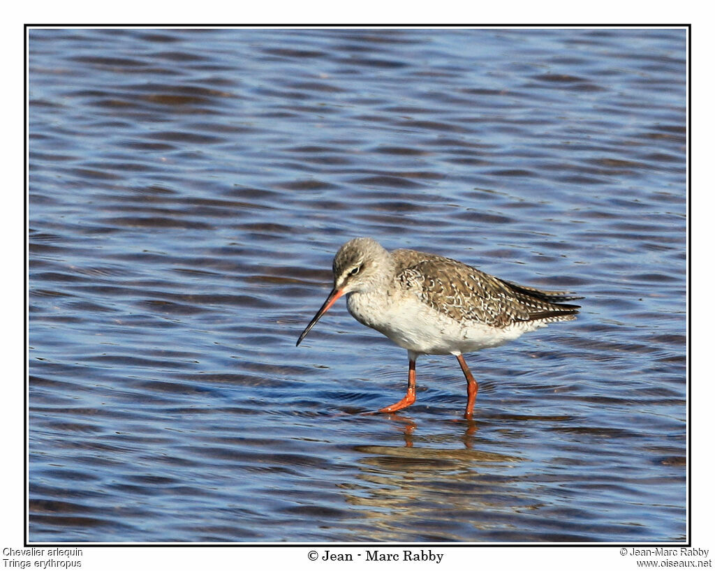 Chevalier arlequin, identification