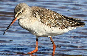 Spotted Redshank