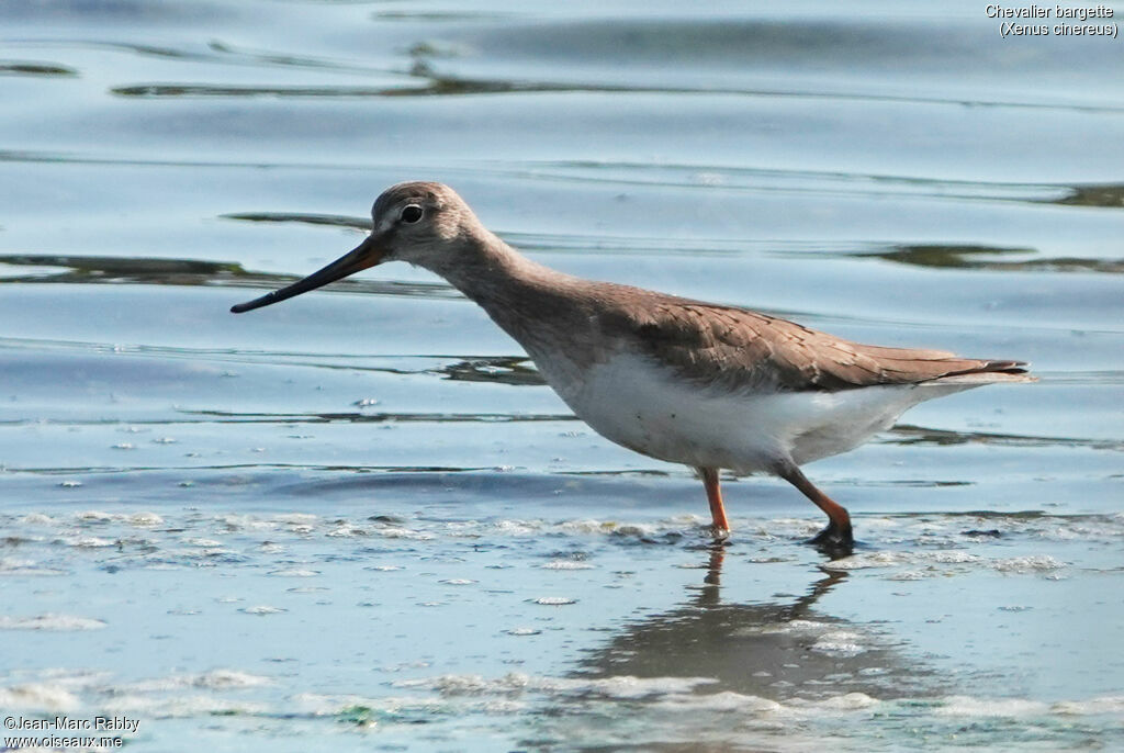 Terek Sandpiper