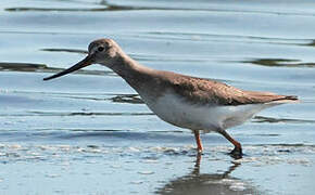 Terek Sandpiper