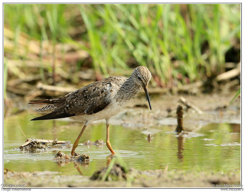 Greater Yellowlegs, identification