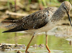 Greater Yellowlegs