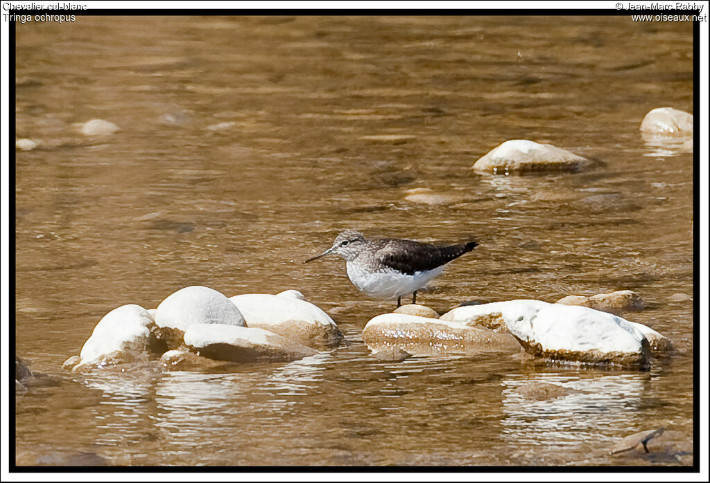 Green Sandpiper, identification