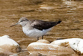 Green Sandpiper