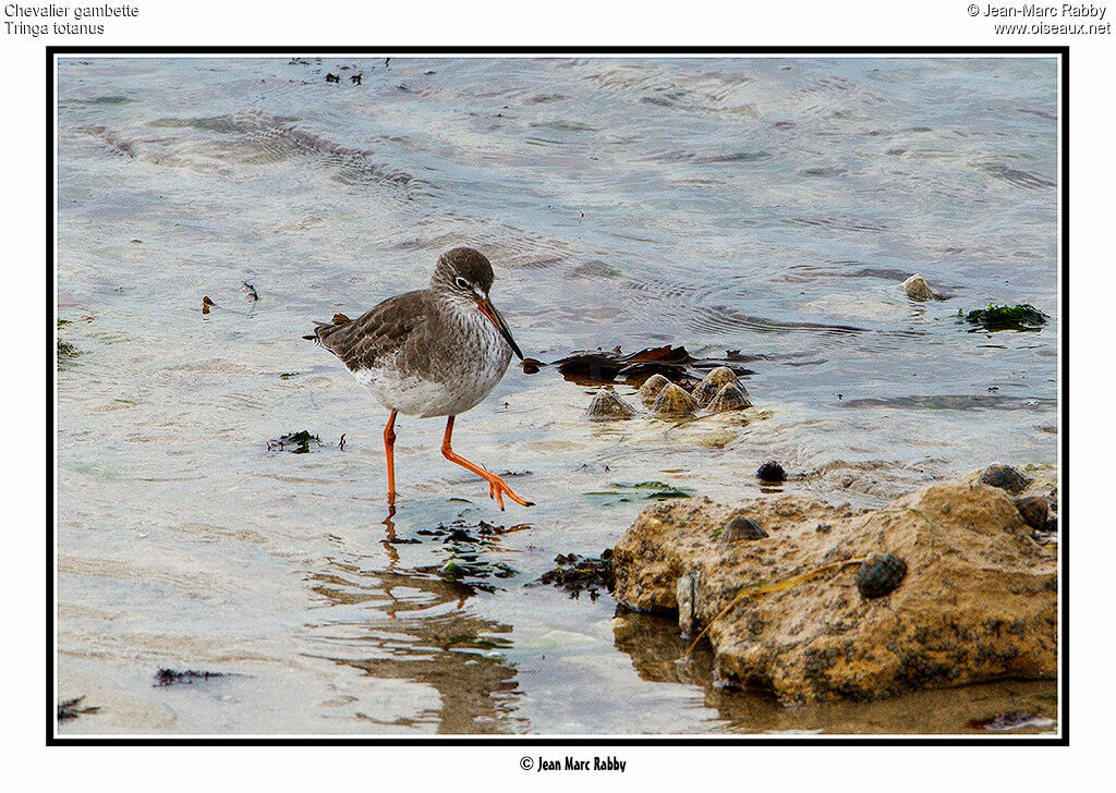 Common Redshank, identification