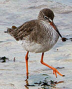 Common Redshank