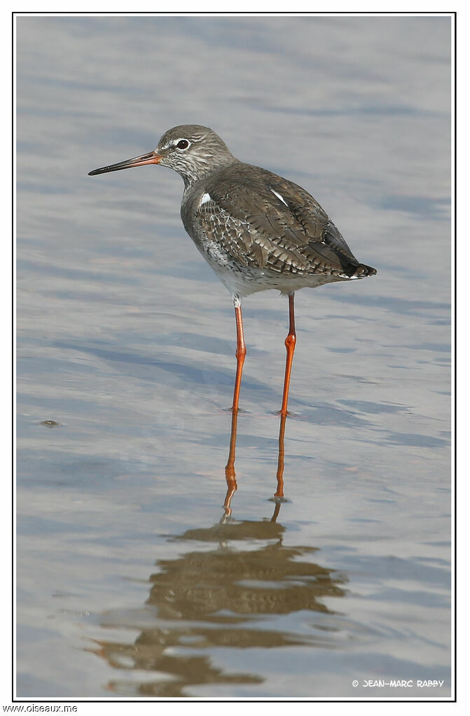 Common Redshank, identification