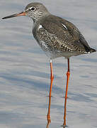 Common Redshank