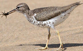 Spotted Sandpiper