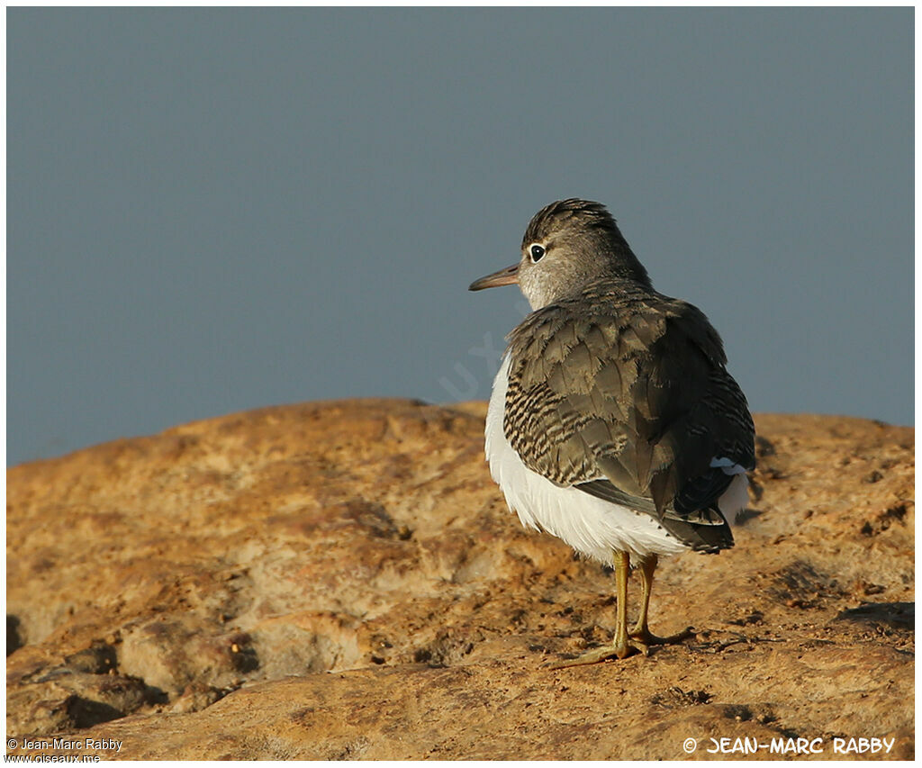 Spotted Sandpiper, identification